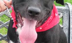 Labrador Retriever - Lucky - Large - Young - Male - Dog
Lucky is approximately 1 yr old and weighs in around 60 lbs. He gets along well with other dogs, is ok with cats (he just wants to play with them). He is house broken and knows simple commands. He is