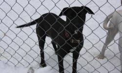 Labrador Retriever - Luna - Medium - Young - Female - Dog
LUNA LABRADOR RETRIEVER TERRIER MIX BLACK WITH WHITE ARRIVED 12/04/12 @39 LBS @ TWO-YEARS-OLD FEMALE Luna is a great dog that was found running at large in the town of Beekmantown, New York. It was