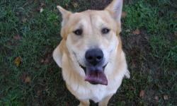 Labrador Retriever - Mater - Large - Adult - Male - Dog
Mater is a chow mix who has been at the shelter for over 2 years now. I?m not sure why because he is one of the sweetest, most joyful dogs I have ever been around. When I sit in his kennel, he lays