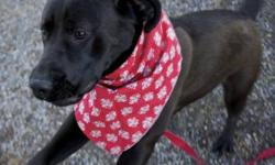 Labrador Retriever - Matilda - Large - Young - Female - Dog
Brand new to the Adoption-side, say Hello to Matilda. Couch potatoes need not apply here, this Dog can run and play with the best of them! High energy and great looks the total package right here