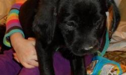Labrador Retriever - Maxie - Medium - Baby - Female - Dog
My name is Maxie. I am a 10 week old Lab-Terrier Mix. I had a rough start in life, found as stray, but some nice people took me in! My Foster Mom has taken to the Vet for my first set of puppy