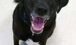 Labrador Retriever - Misty - Medium - Adult - Female - Dog
Happy-go-lucky Misty, a 4-year-old Lab/Collie mix, wants to be everyone?s friend! She was surrendered to our shelter when her previous owner?s health declined and they could no longer care for