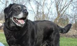 Labrador Retriever - Molly - Large - Adult - Female - Dog
Molly came to us as a stray dog. She loves her walks and has a playful spirit, even though she is well past her puppy years. She will be spayed when an adopter chooses her and is up to date on all