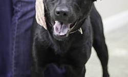 Labrador Retriever - Molly - Large - Young - Female - Dog
Molly is smart, playful, friendly and can learn obedience quickly. She's house-trained, spayed and up-to-date on all of her shots. She came to the Shelter as an owner surrender because her owner