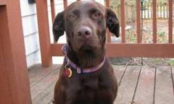 Labrador Retriever - Nutella - Large - Adult - Female - Dog
Meet Nutella! She is around 2 years old, 60 pounds, is house trained, crate trained and has learned to ring a bell to ask to go outside. She knows sit ? although it is hard to sit when your tail