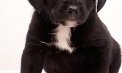 Labrador Retriever - Parker - Medium - Baby - Male - Dog
Parker was born December 26th and is ready for adoption. His momma is a very sweet Bearded Collie mix , father is unknown. We are accepting
applications at this time. If you think you might be