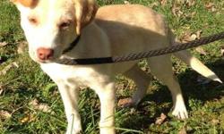 Labrador Retriever - Peaches - Medium - Baby - Female - Dog
Peaches is the sweetest, cuddliest puppy! She loves to sit in laps and dole out kisses. At 5-6 months old, she is a puppy and will need training, love, and patience as you show her how to be the