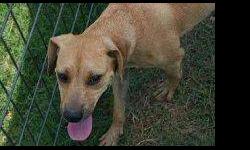 Labrador Retriever - Penelope - Medium - Adult - Female - Dog
Penelope made her journey from Mississippi to Pets Alive to find her forever family. She is 2 years old and weighs about 30 lbs To fill out an adoption application for this dog, please click
