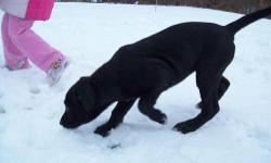 Labrador Retriever - Puppies - Medium - Baby - Female - Dog
We have two female lab/Australian shepherd mix pups for adoption. Shadow has solid black eyes to match her solid black coat and Cryastal has beautiful blue eys and a little whiite in her coat.For