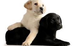 Call 585-298-7919 to learn more - Yellow and Black Labrador Retriever Puppies, AKC, Quality English lines. Excellent health, temperament and lines. These puppies will be a great representation of the English Labrador breed possessing the eager to please