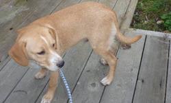Labrador Retriever - Red - Small - Young - Male - Dog
BORN: 03/12
SEX: Neutered Male
COLOR: Brown
BREED: Labrador mix
WEIGHT: 36.9 pounds
CAME TO ARF: From a North Carolina kill shelter.
PERSONALITY: Red is a very affectionate and outgoing dog. Would love