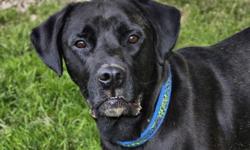 Labrador Retriever - Rummy - Large - Adult - Male - Dog
Rummy made his journey from Mississippi to Pets Alive to find his forever family. He is about 3 years old and weighs about 50 lbs. To fill out an adoption application for this dog, please click here