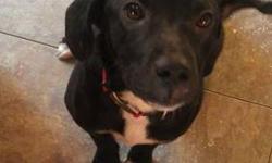 Labrador Retriever - Sadie - Medium - Young - Female - Dog
Sadie is an 8 month old lab mix. Cute,smart,friendly, loving and looking for her forever home. She is great with other dogs, cats and children. If you are interested in meeting Sadie please go to