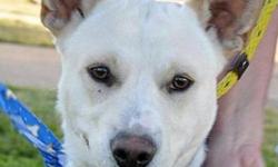 Labrador Retriever - Sam - Medium - Young - Male - Dog
SAM is 9 months old. He's neutered and UTD with shots. He's a bit shy at first but likes to play ball.
CHARACTERISTICS:
Breed: Labrador Retriever
Size: Medium
Petfinder ID: 25066385
ADDITIONAL INFO: