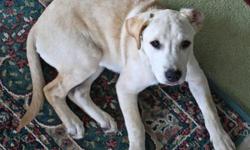 Labrador Retriever - Scotty - Large - Baby - Male - Dog
Scotty came to our rescue as an owner surrender from KY. Mom was a purebred Labrador and dad was listed as a "retriever". Scotty is approximately 16 weeks old and full of the happiness and energy