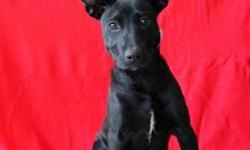 Labrador Retriever - Sophie - Medium - Adult - Female - Dog
Sophie is a sweet girl who loves going for walks or just hanging out. She is about 2 years old and weighs about 45 lbs. She loves children and playing ball. She would love to be a part of your