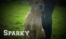 Labrador Retriever - Sparky - Large - Adult - Male - Dog
Sparky is a sweet boy who is looking for his forever home. He is so loving and playful. Sparky is neutered and up to date on his vaccinations and is ready to go today! If you are interested in