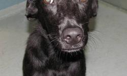 Labrador Retriever - Stephanie - Medium - Young - Female - Dog
Stephanie is the ultimate cuddler! The little doll just wants to be close and loved and is a volunteer favorite! .She is 8 months old and weighs about 20 lbs. Stephanie came to Pets Alive from