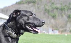 Labrador Retriever - The Lab Kids - Medium - Adult - Male - Dog
Lab mixes. He is a gorgeous 3-4 yr old, she is about the same age. She loves to run, would require a fence, and is dominant over food with other animals. She does not bite, just growls.