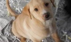 Labrador Retriever - Three Lab-mix Puppies - Medium - Baby
THERE ARE 2 BLOND COLOR ONES AND 8 BLACK ..VERY SWEET..
CHARACTERISTICS:
Breed: Labrador Retriever
Size: Medium
Petfinder ID: 25329159
CONTACT:
North Country Animal Shelter | Malone, NY |
