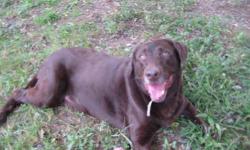 Labrador Retriever - Wadsworth - Large - Adult - Male - Dog
WADSWORTH
Wadsworth is a lovely and fun-loving Chocolate Labrador Retriever. He loves to play with balls, fetching, fetching and swimming in the kiddie pool! He loves long walks and is a shelter