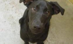 Labrador Retriever - Winona - Medium - Young - Female - Dog
Name: Winona
Breed: Spayed Female, Lab mix
DOB: October of 2011
Weight: 44 lbs
Adoption Fee: $230
Hi Guys! I came all the way from Ohio is search of my forever home! I am a really happy pup and