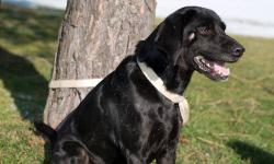 Labrador Retriever - Woody - Medium - Young - Male - Dog
Woody is one handsome black lab mix about 2 ? 3 years old and on the smaller side. He has lived with cats, other dogs and young children. He has spent much of his time in a crate. Woody was taken by