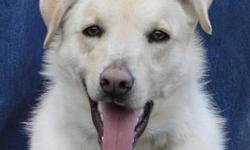 Labrador Retriever - Xander - Medium - Young - Male - Dog
This handsome boy is all white with his unique spotted ear. He knows some basic commands like sit and with some time has the smarts to learn much more.
To meet this dog, please fill out an