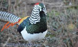 2014 hatch pair of Lady Amherst Pheasant for sale..
Price is for the pair..
it will be shipped in the month of september/october..
Shipping is at the buyer's expense (cost of box plus US Postal Service fee). Shipping is available to anywhere in the lower