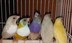 I have 6 Gouldians available young.
2 blue back 125 each
2 pastel blue 125 each
2 yellow one charcoal head 1 orange head $100 each
Please call 3478168264 for more info thanks.