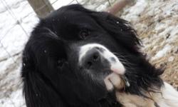Patches is a 3 year old Landseer Newfoundland, she is very sweet and loves children. She is housebroken and is registered AKC.
Only reason for selling is due to her not getting along with our rabbits and poultry. Also, our horses don't get along with her