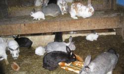 I have had quite the response to my ad and at this time most my young rabbits are on hold for a Canadian buyer, but I have a few I could let go now.
I am leaving the ad up as I have several bred does and new litters arriving daily. If you wish to reserve
