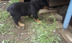 Large German rott pups for sale. We have 2 males and 1 female. that have there tails docked and will have shots distemper, parvo, rabies ect. Pups will not be registered however both parents are pure german. Asking 800 due to vet bills and such. but
