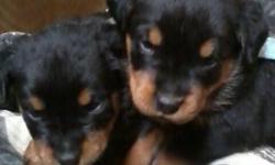 German Rottweiler puppies for sale
D.O.B. July 17 2014
All puppies come with up to date vaccination,dewormed, Tails cut & papper work. Call; 631 455-8773 Males $1100 Femaes $1500