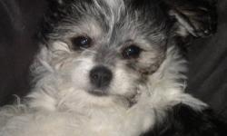 Left are 3 wonderful little Morkie?s born Dec 1.
2 males ( brown with black mask (SOLD) and one parti colored white with brown spots) and 1 female parti colored white with black spots. They have Teddy Bear faces. Mom and Dad are on premises and are both