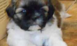 last litter 5 shih tzu puppys 2 females 3 males born 4-27 ready 6-22 will have first shots and wormed call 338 1179