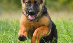 We selectively breed quality AKC German Shepherd puppies from 100% German Import bloodlines. Our German Shepherds are bred with the family in mind so you can have confidence bringing one of our puppies into your home. Our German Shepherds are healthy, big