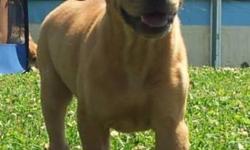 Here's Leo! Handsome, happy, curious and adventurous. Born 04/20/2014, Leo, a Shar-Pei and Beagle Hybrid aka "Sharp Eagle"; created to extend the life cycle and health of the Rare Chinese Shar-Pei. Leo has the strong "Shar-Pei" physique. He is very