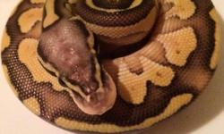 I have all types of ball pythons for sale. From hatchlings to adults. Let me know what your looking for
0.1 pastel
1.0 pastel
0.1 mojave
0.1 lesser
0.2 lesser-pastel
1.0 Woma
2.2 normals
0.4 normal proven breeders
1.0 enchi proven breeder