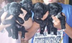 LHASA-POO PUPPIES FAMILY RAISED CUTE FLUFFY SWEETHEARTS 1ST SET OF SHOTS DEWORMED PAPERTRAINED VERY INTELLELIGENT EASY TO TRAIN AND NON-SHEDDING MUST SEE ONLY 3 AVAILABLE CALL FOR MORE INFO