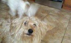 Lhasa Apso - Bentley Courtesy Post - Small - Adult - Male - Dog
Bentley is a 6-year-old mutt, with a little poodle in him. He is a very playful and energetic dog. He loves to play tug of war and wrestle (especially with your feet). He also loves to