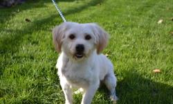 hello my name is kim and I am selling my lhasa apso/ bichon mixed dog. His name is Butters, he is very sweet, well trained, gets along great with other dogs and children. he will need to go get his shots and go to the groomers but he is neutured. I am
