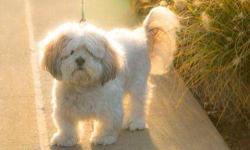 Lhasa Apso - Cody - Small - Adult - Male - Dog
Cody is a 7 year old Lhasa Apso.He would do best with no other dogs or small children.Codys owner surrender him because they no longer could care for him.if you would like to meet Cody please stop by Atlas