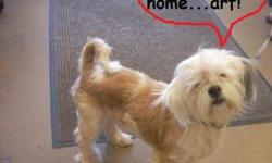 Lhasa Apso - Jax - Small - Adult - Male - Dog
TAKE ME HOME!! Jaz is a Lhasa that was saved from the pound in Ohio. His owner could no longer afford to take care of him, so he was surrendered. But Jax is the perfect little dog, he is well mannered and