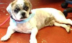 Lhasa Apso - Max - Medium - Adult - Male - Dog
Great wonderful sweet dog about6 yr old in desperate need of a home.He was abandoned in an apartment and ended up at the Mt Vernon Animal Shelter.He is great with other dogs.Dumped at local shelter waiting