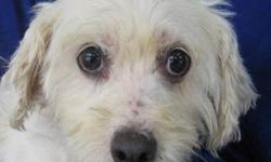 Lhasa Apso - Oregano, Herb - Small - Adult - Female - Dog
I SMILE NOW!
Oregano was born July 1, 2006 and weighs about 25 pounds. She is a very pretty little girl that is going to need some TLC for awhile becuase she has just been released from a breeding