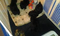 I have 2 Lhasa Apso pups left for sale . They are all females. 15 weeks ,Black and white. Vet checked 1st shots wormed nails clipped. They have been home raised with children and other pets small apart sized dogs origin of dog is Tibet used by the Tibetan