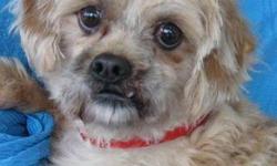 Lhasa Apso - Rusty New Hope - Small - Adult - Male - Dog
On We Go.....
Rusty was born about September 1, 2008 and weighs about 17 lbs. He is just adorable and so very shy. Another rescue has been working with his shyness and has made progress, but she is