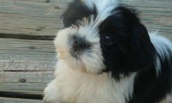 i have a 10 month old lhasa apso/shitzu mix.she is a female and is great with kids and other dogs.she is crate trained.she is up to date on her shots and has been wormed she is looking for a good home.u can text me at 315-360-7402