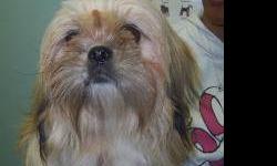 Lhasa Apso - Sophie - Small - Adult - Female - Dog
Sweet little Sophie is here for no fault of her own. Her family wanted her to have a more stable home where her people would be able to have more time for her. She is nervous at first when she meets new